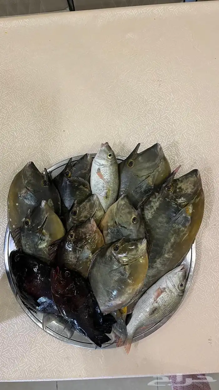 اسماك صيد الان فرش طازه 12