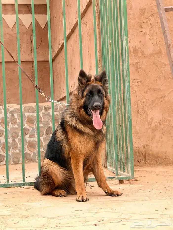 German Shepherd Dog 2
