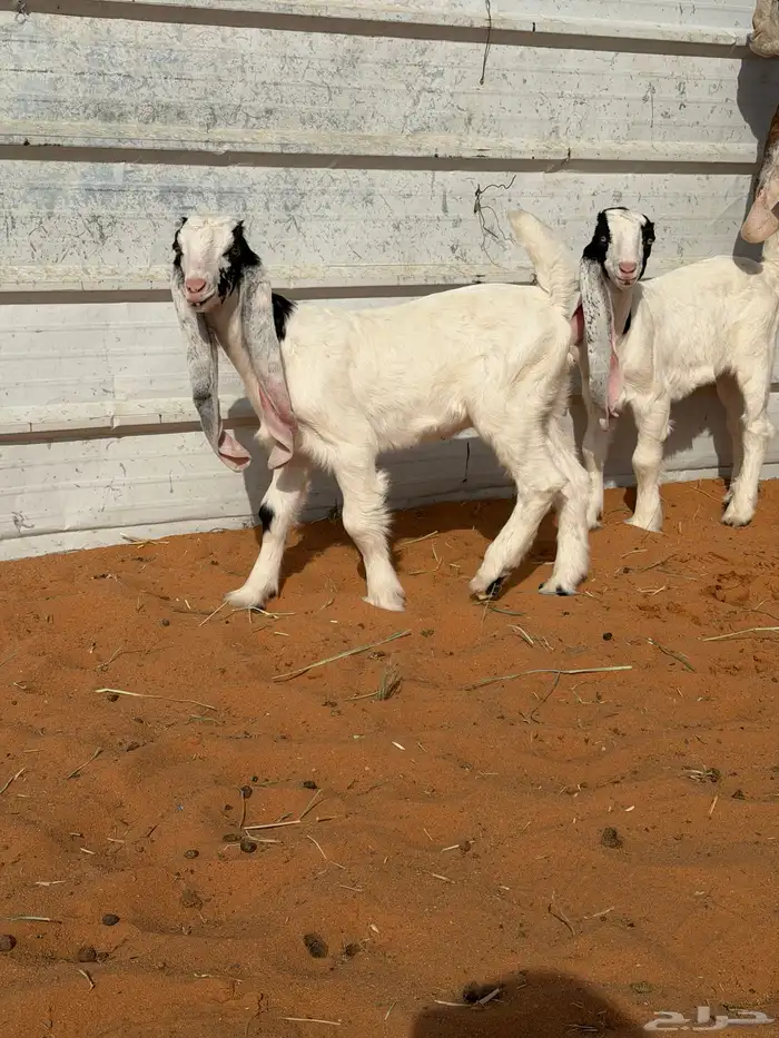 Goat Raghouth Mutoom 2