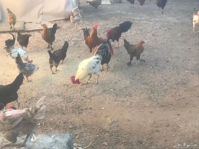 دجاج بياض 2
