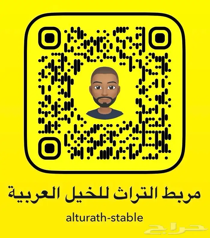 حصان واهو عربي للبيع بجدة 11