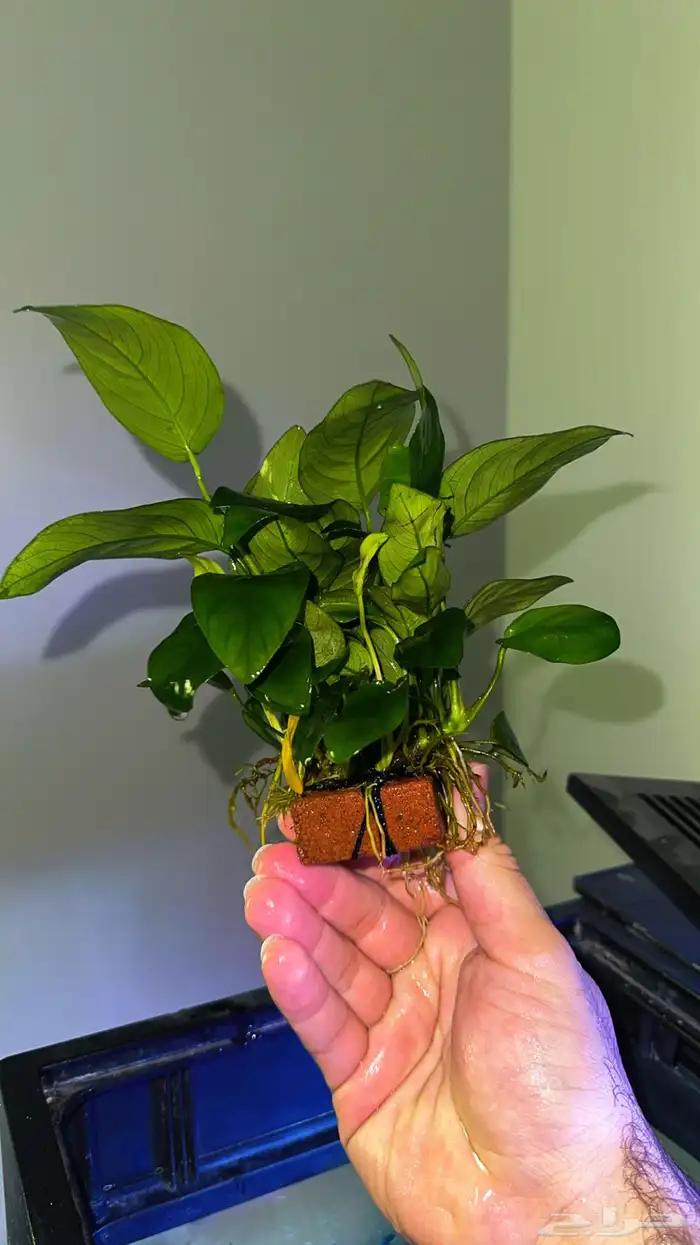 A huge collection of aquatic plants has arrived distinctive 6