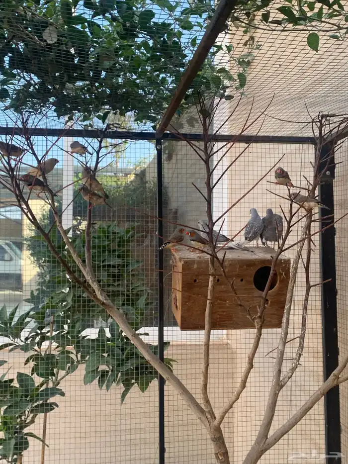 Parakeets for sale 4