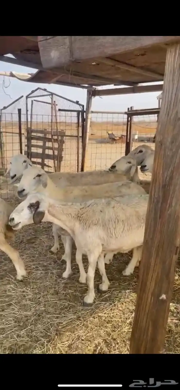 ضان طيية 1