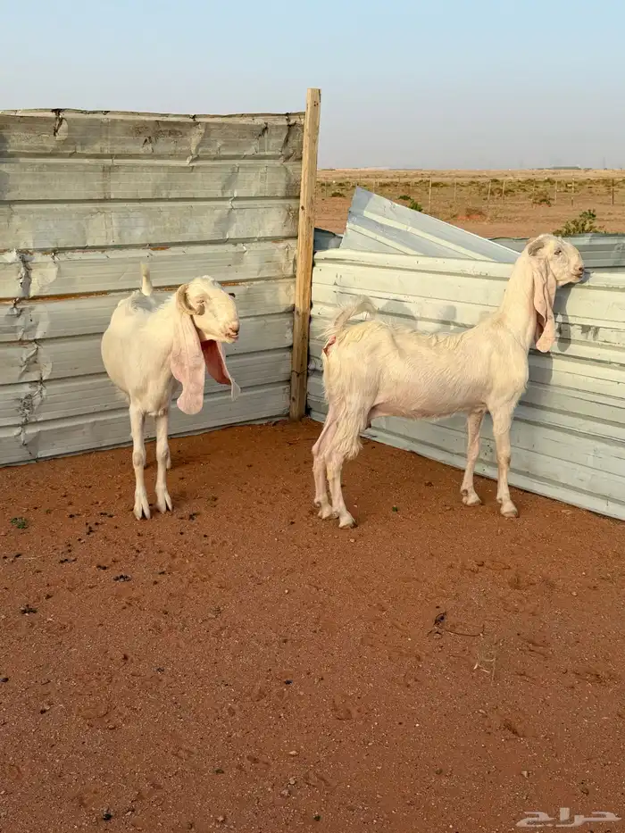 Two white goats with spots discount 3