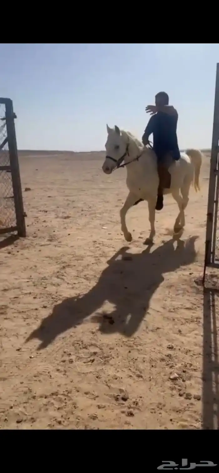 حصان شعبي لا يجي الا الصامل السوم 1600 1