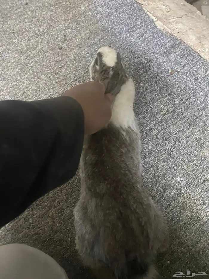 أرانب للبيع 8