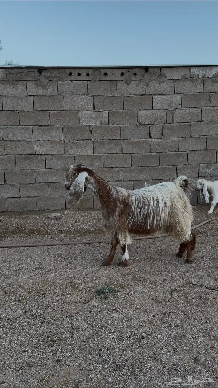 Lambs for sale 3