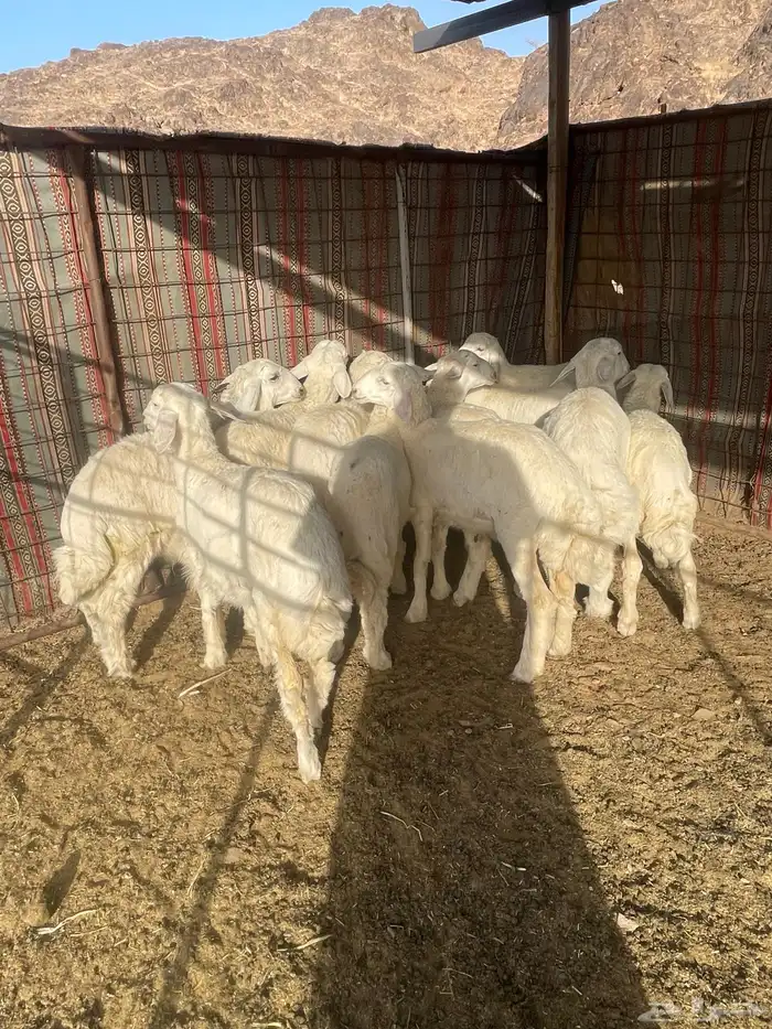 Lambs for sale from the flock 6