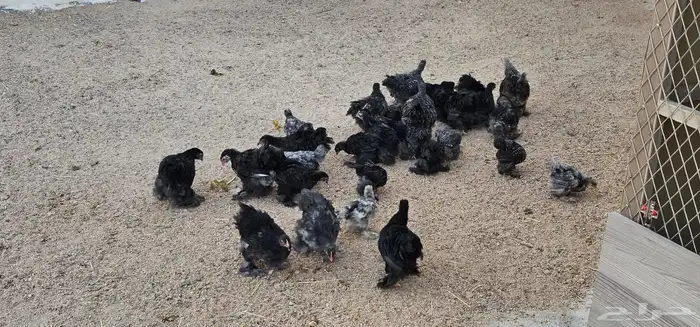 Pure American Cochin Chicken Chicks 5