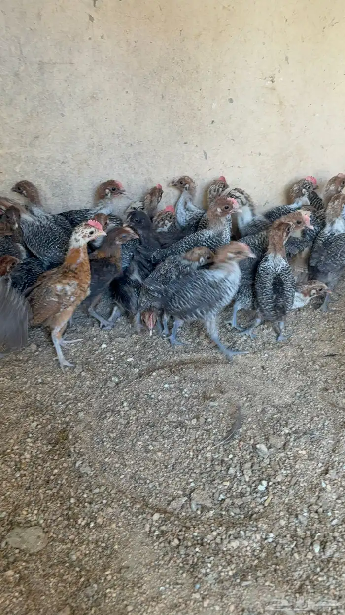 Fayoumi chicks or chickens 20
