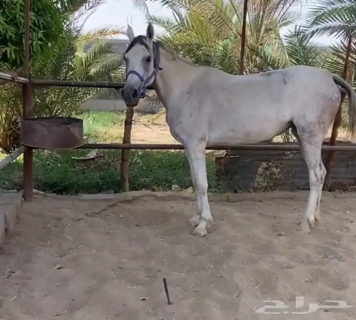 Genuine popular mare 1
