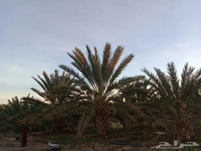 نخيل للإيجار 8