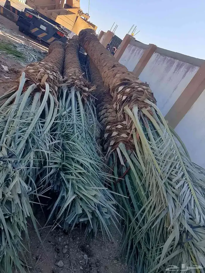 ماشاءالله تبارك الله يتوفر لدينا نخيل طيب 8