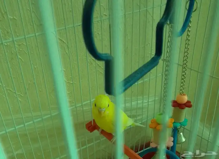 عصفور بادجي انثى 3