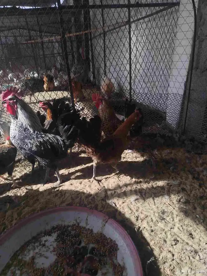 دجاج فيومي للإنتاج 4