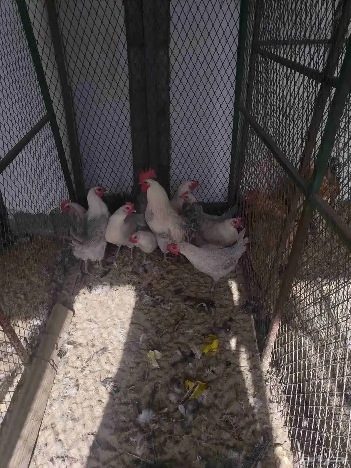 دجاج فيومي للإنتاج 2