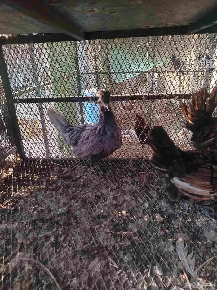 دجاج حباحب وكَوبرا 4