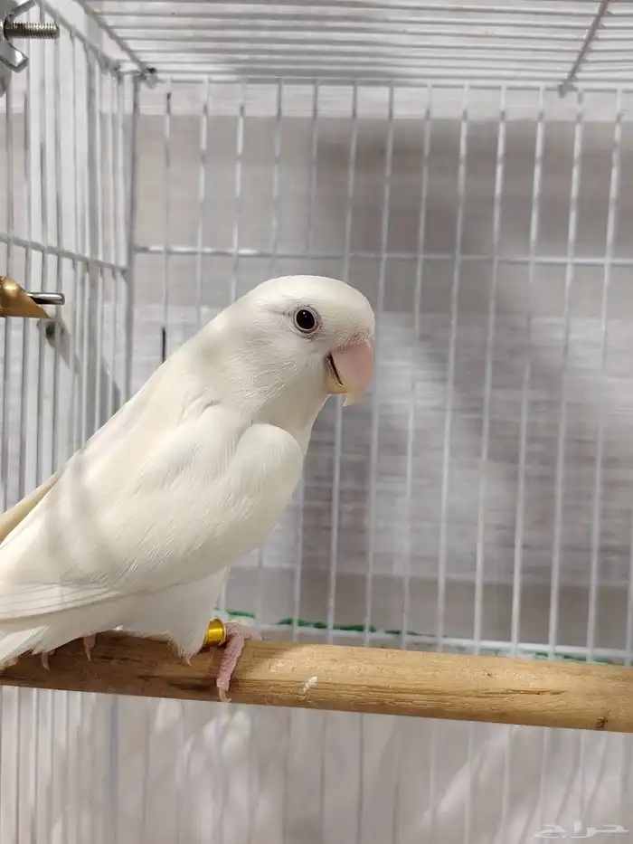 ذكر روز البينو منتج 2