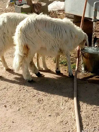 ثنتين ارخل صفر سمنها وسط عمارها من اربعه لي خمسه index