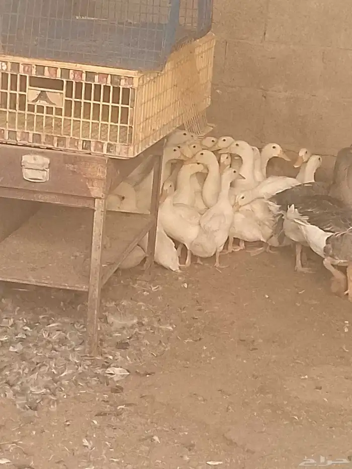 وز ودجاج وبط وارانب ورومي 3