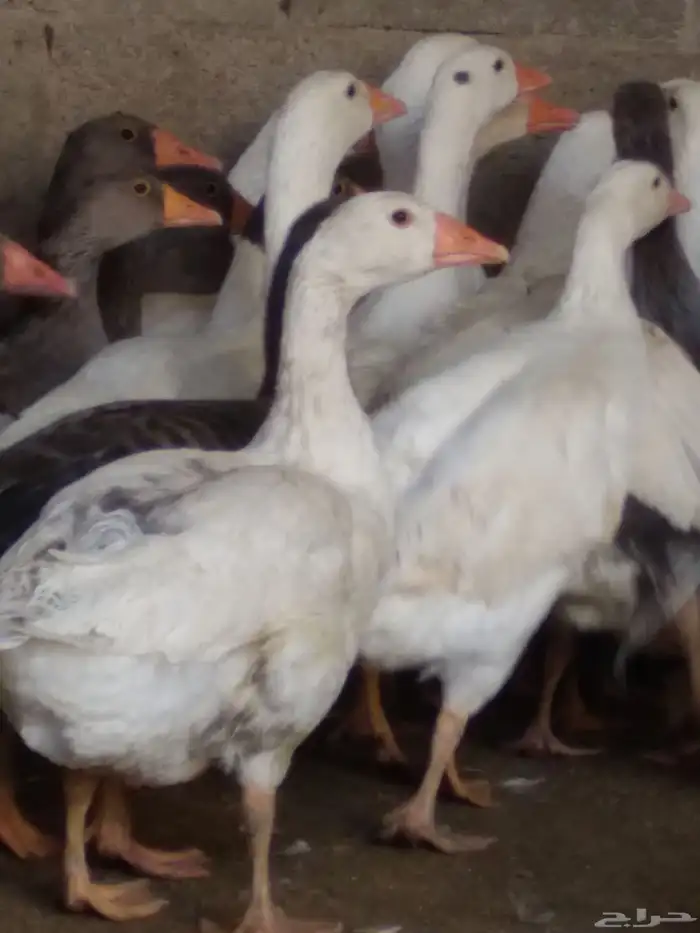 وز بلدى منتج 1