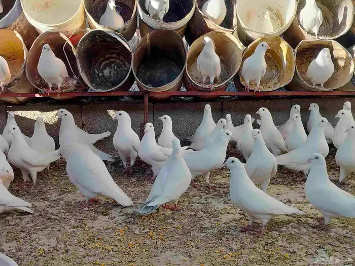 حمام فرنسي 1