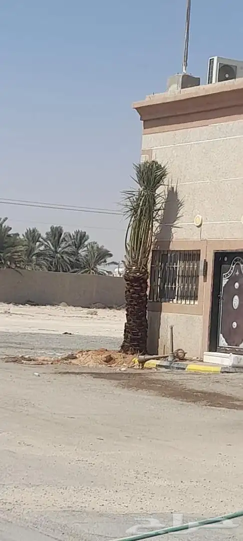 نخل عربي. واشنطونيا. 6