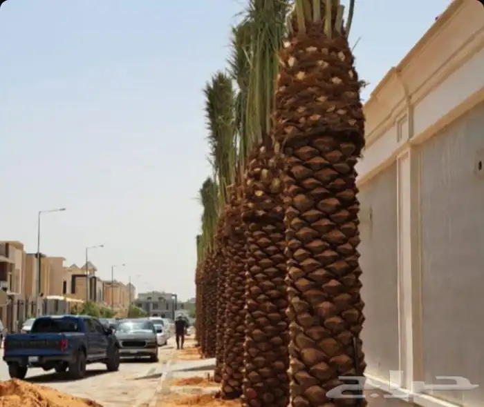 ابو علي لتوريد انخيل 2