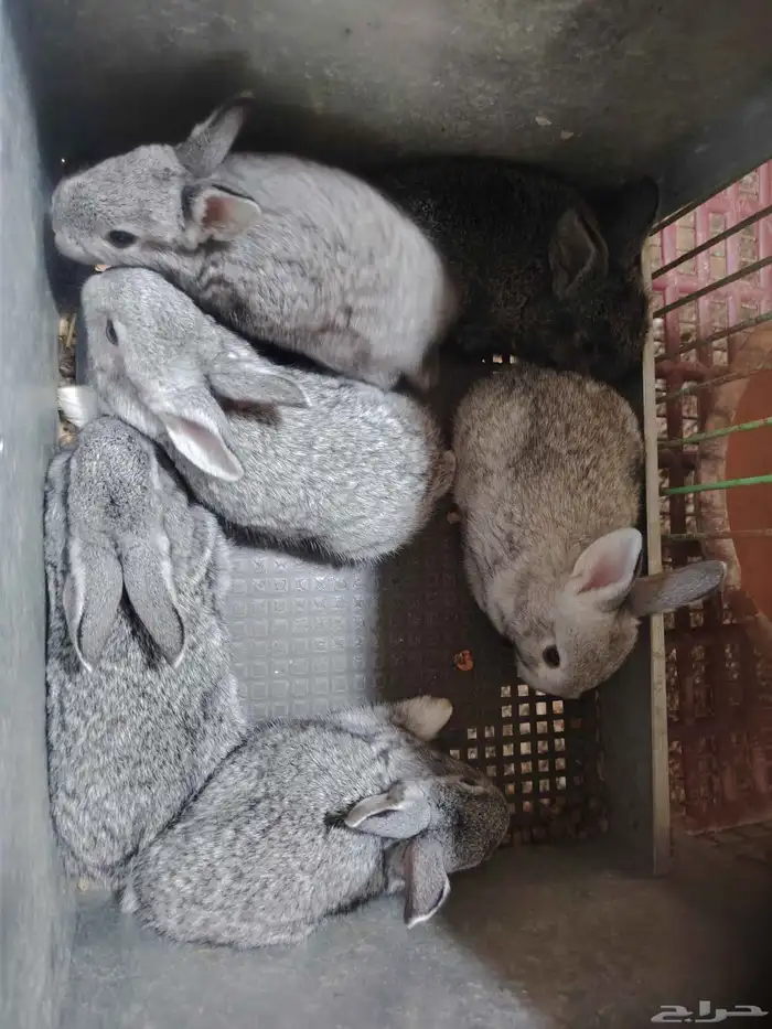 ارانب صغيره 2