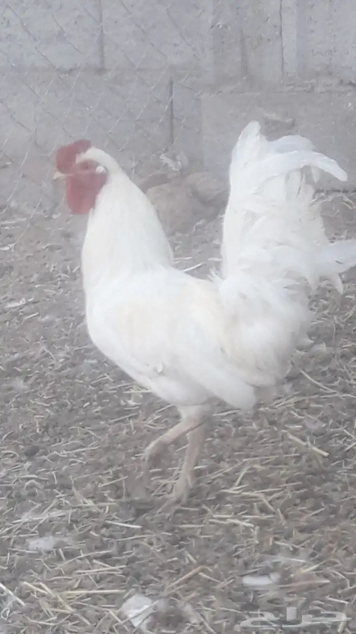 Rooster for sale 3