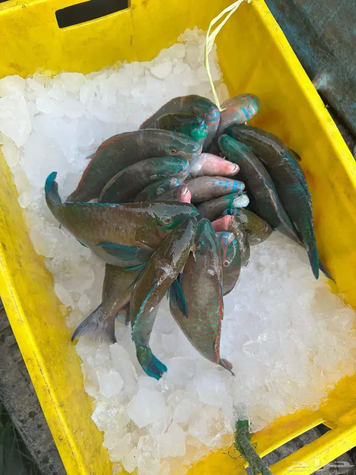 سمك البرك طازج 9