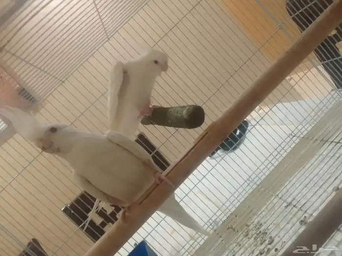 ببغاء كروان البينو عيون حمرا 1