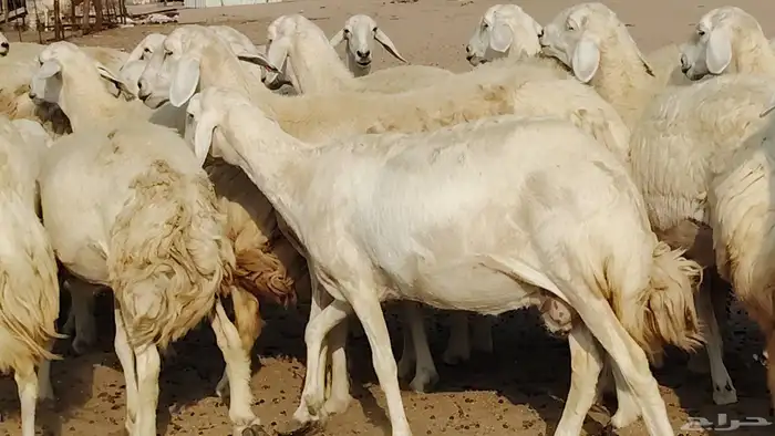 رخال صنف الصنف تعديه 30 رأس جرم وراس كايف 9