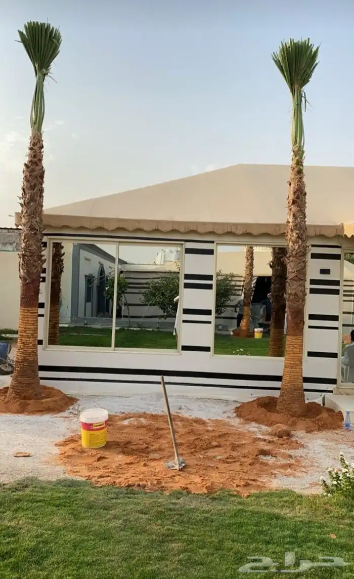 نخيل واشنطنيا زينه جميع المقاسات 1