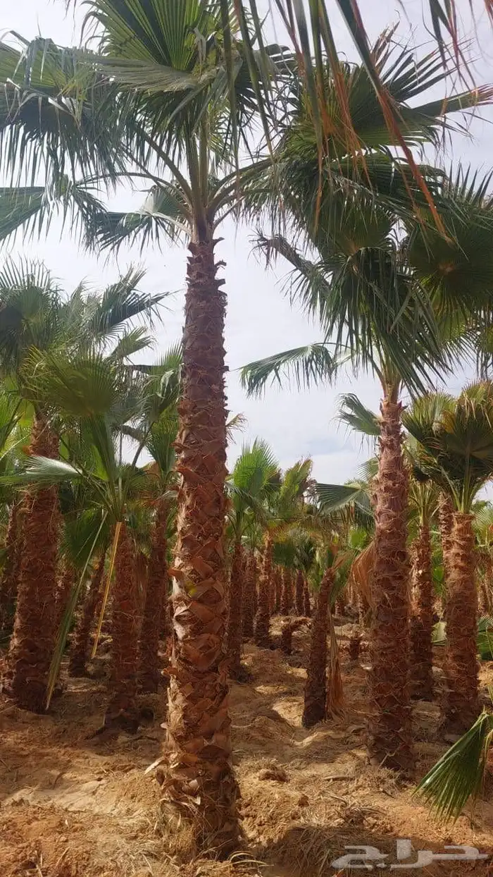 نخل واشنطنيا زينه 9