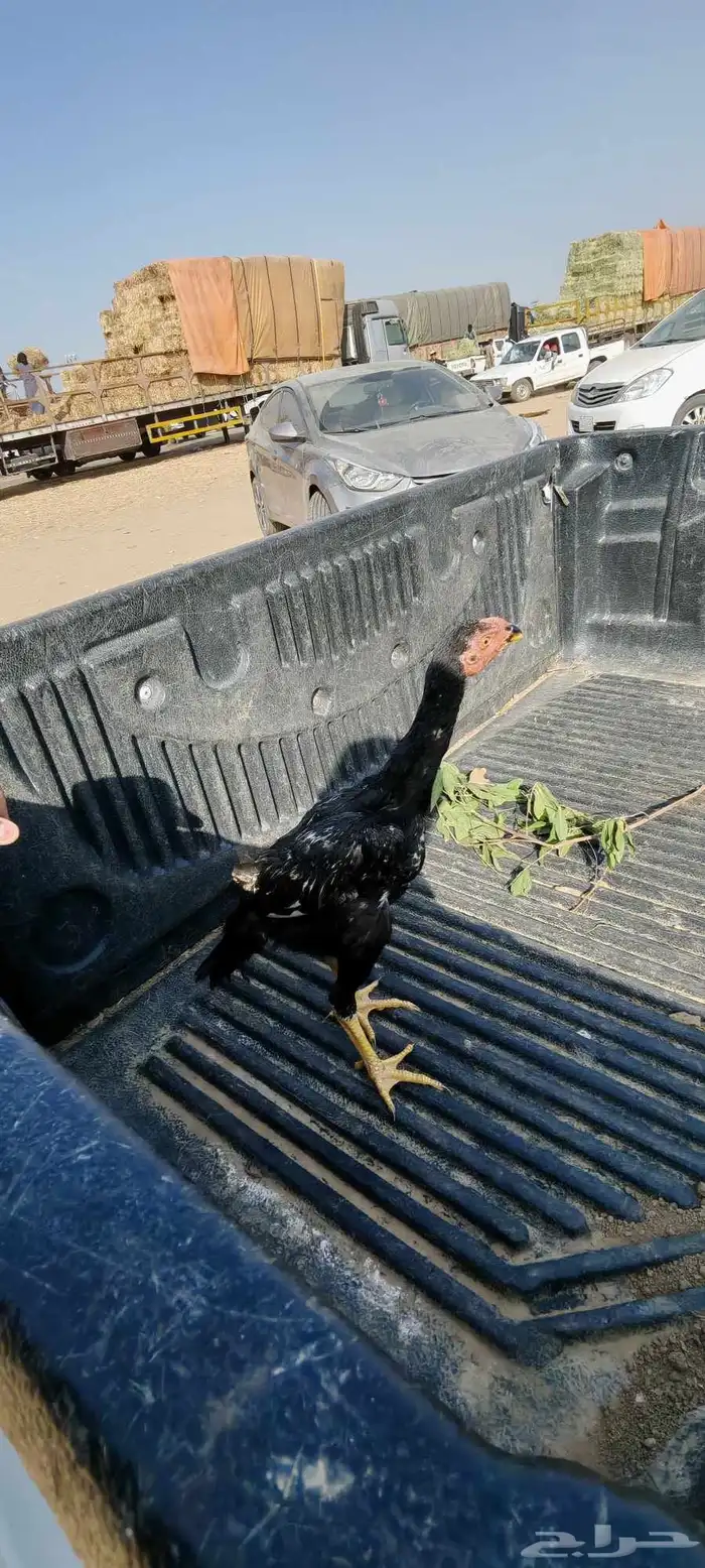 German Shamo chick on my 2