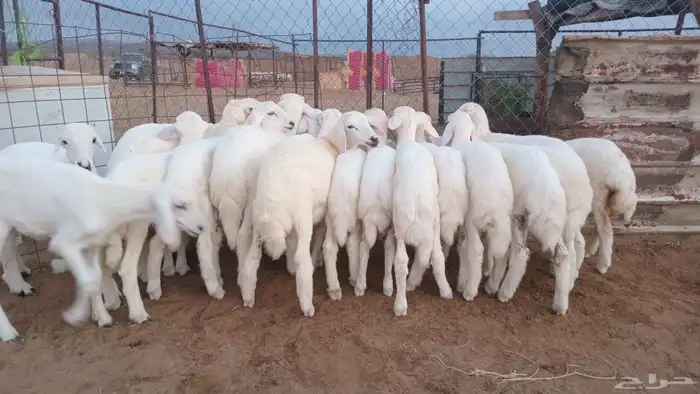 النوع بهم تربيه حري شعره بيضا وطرف   العدد 2