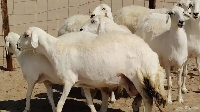 غنم حريه 7 رأس جروم ناهيه صنف دفيع ومضاريع 11