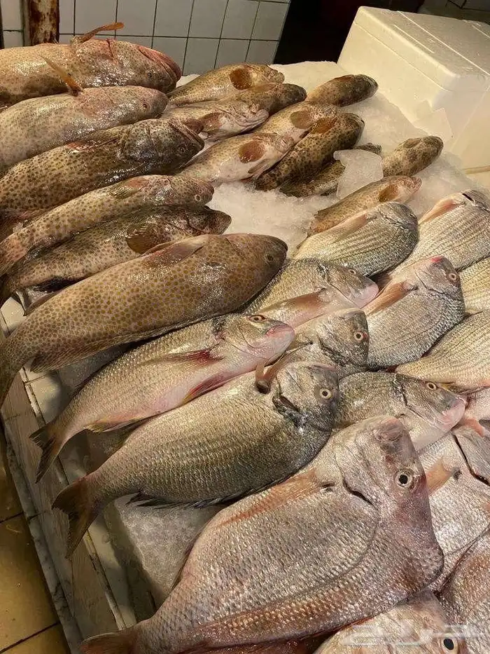 Fresh fish and shrimp for sale 5