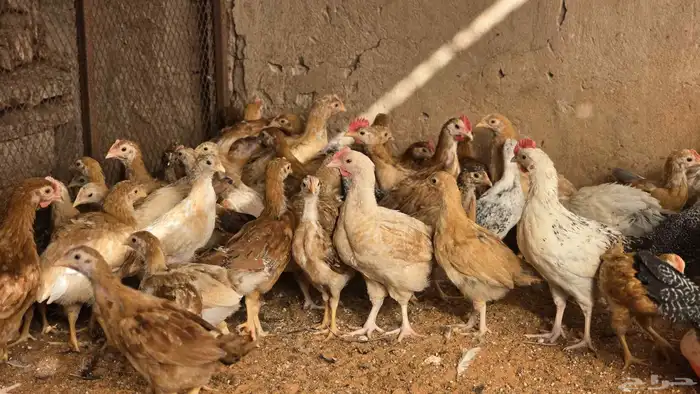 للبيع دجاج تركي اورنج صافي وبلدي 6