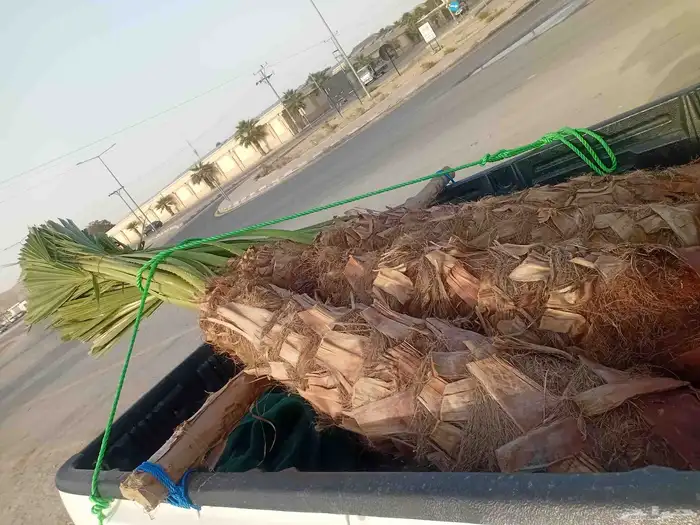 Washington Palm Trees For Sale 3