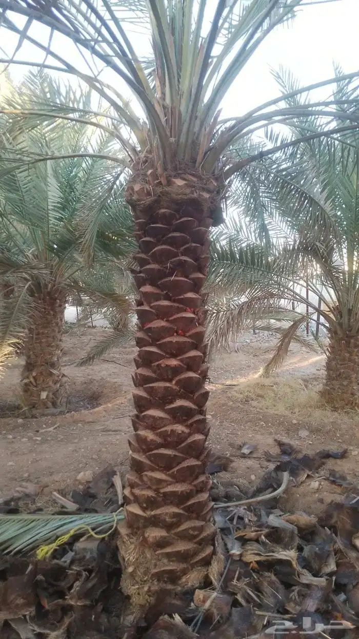 يوجد لدينا نخيل للبيع عربي ونخيل واشنطني جميع الانواع وجميع 1