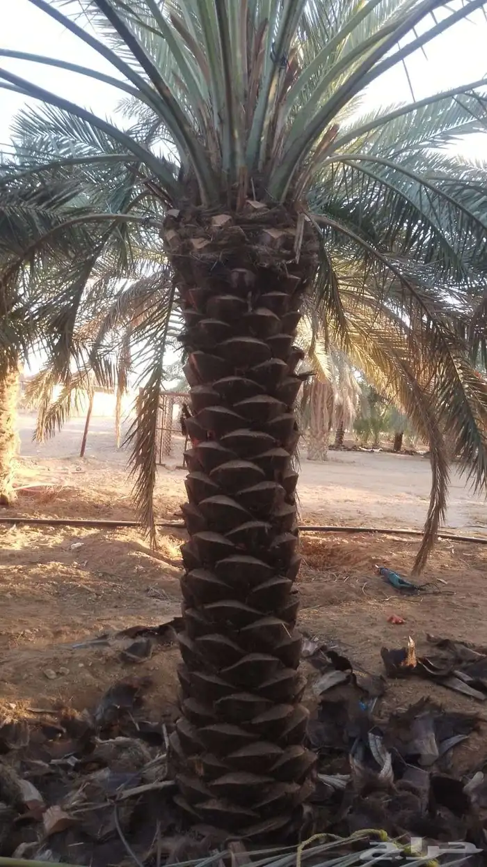يوجد لدينا نخيل للبيع عربي ونخيل واشنطني جميع الانواع وجميع 6