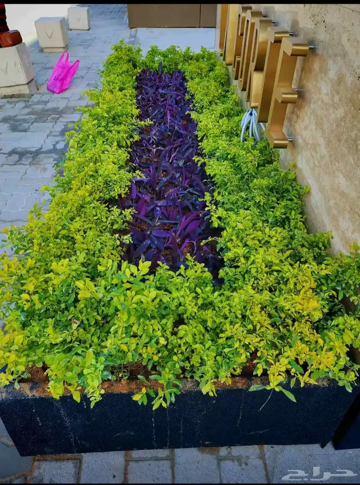 Citrus Flowering Roses Large and Small Seedlings Aromatic Ornamental Trees 46