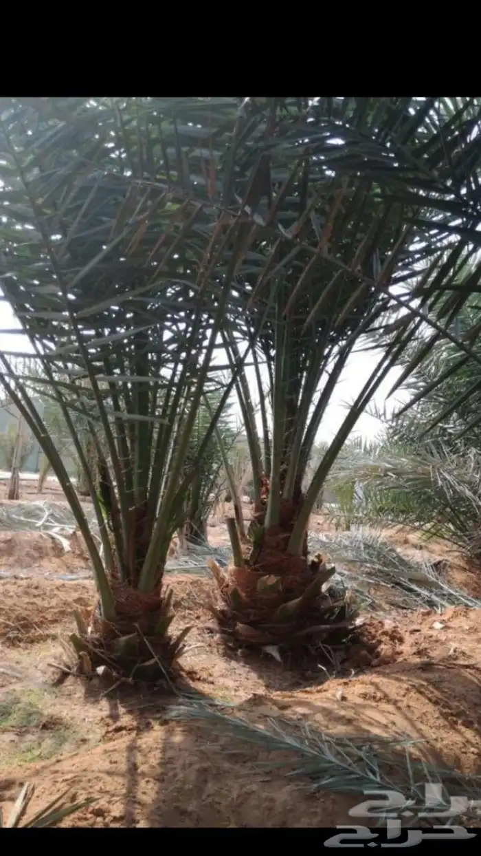 نخل مثمر للبيع سكري خضري صقعي عجوه نخيل فروخ جثايث منوعه 4
