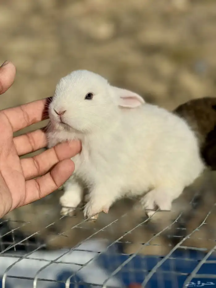 ارانب صغار 11