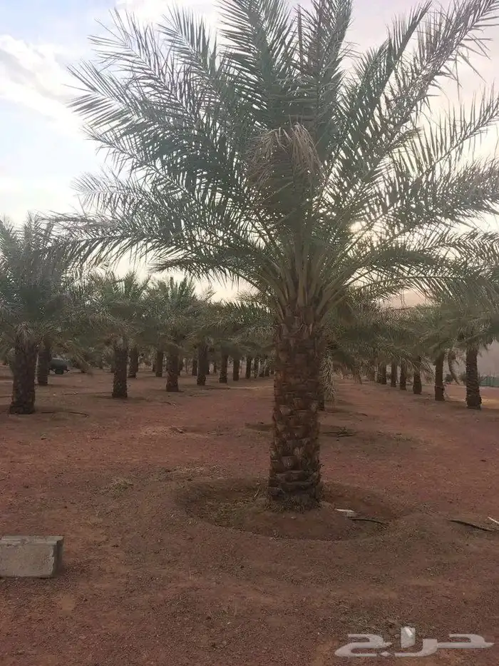 يوجد لدي نخل انواع فاخره وزيتون وحمضيات حائل 3