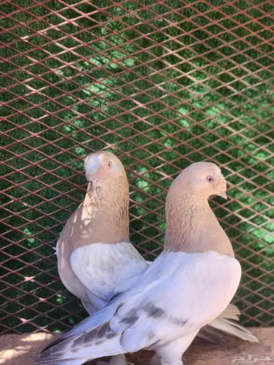 حمام تركي index