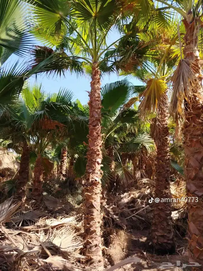 نخل وشنطني 3